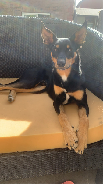 Can you suggest a breed for us?