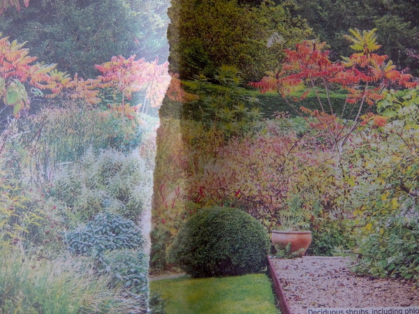 Long shot at identifying this tree?