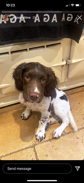 Springer pup