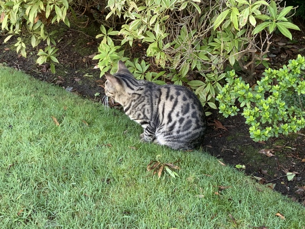 Bengal biting - where’s the ‘off’ button