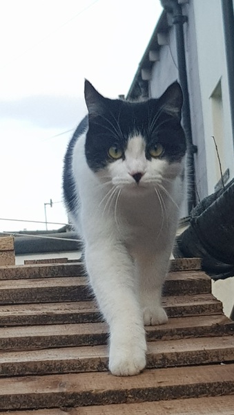 To wonder what your cat/s is called