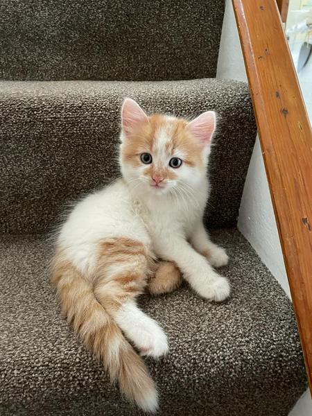 New Kitten