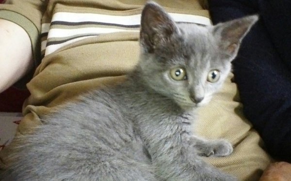 New kitten