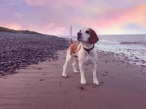 Which dog stops you in your tracks?