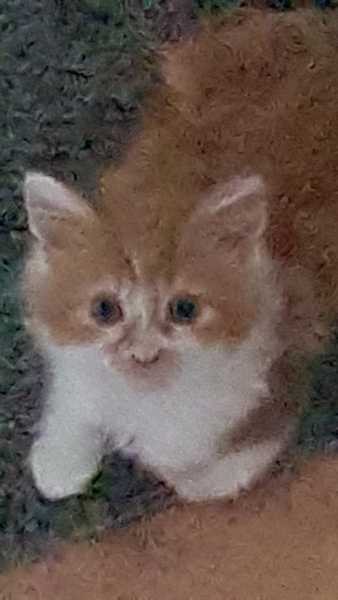 Ginger kitten