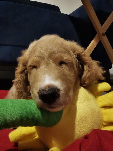 Puppy survival thread. Oct/Nov fireworks!