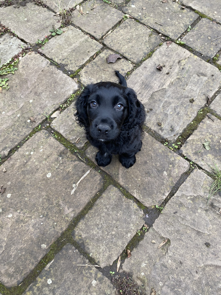 Puppy survival thread. Nov. Read this and buy a hamster instead