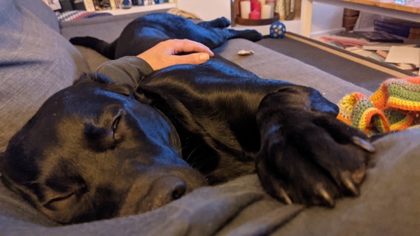 Puppy survival thread. Nov. Read this and buy a hamster instead