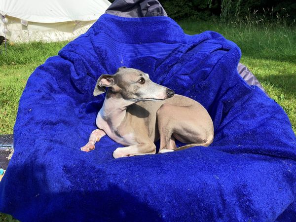 Italian Greyhound