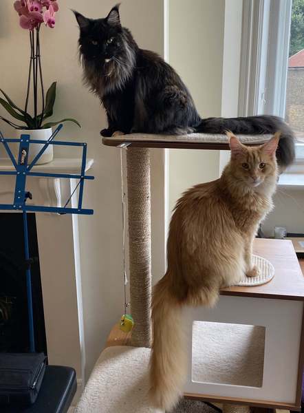 First Christmas with cats - what to do about the tree?
