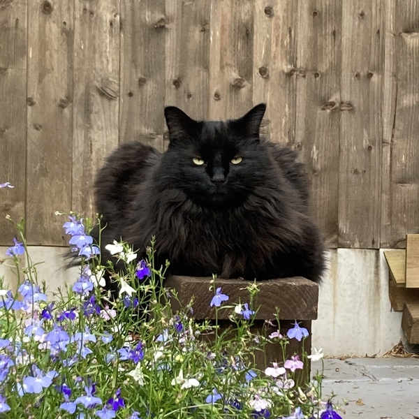 Chez Ollie - "Give me your tired, your paw, your purring masses..." - All welcome