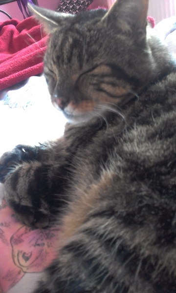 Food guarding in a cat - help please!
