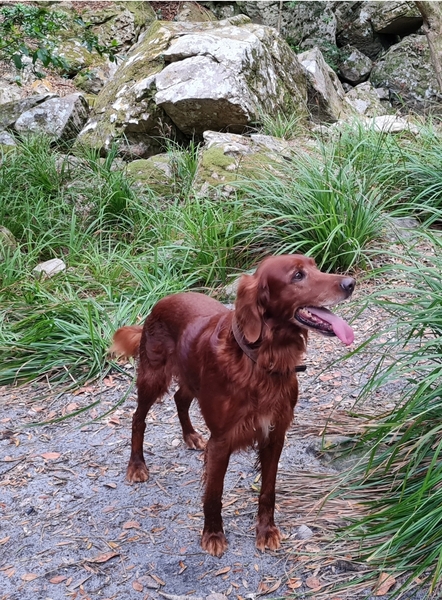 Beagle v cocker spaniel