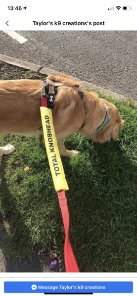 Puppy survival thread. Oct/Nov fireworks!