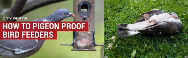 Pigeons eating all my bird food