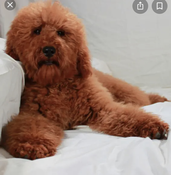 Can you suggest a breed for us?