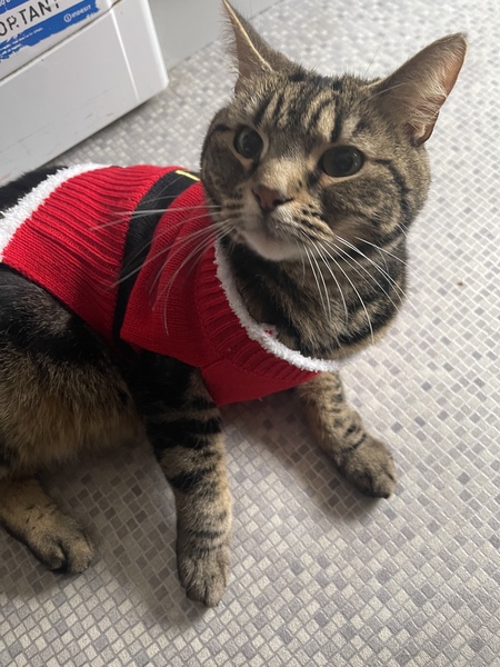 What's your DCat up to today? (Thread 9)