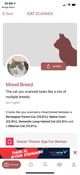 Would love to know my cat’s parentage