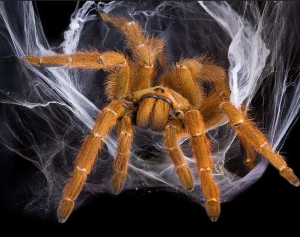 I'm a tarantula AMA (selfie included)