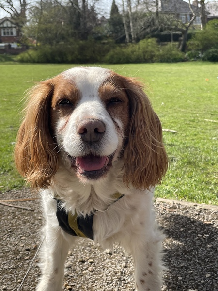 Which dog stops you in your tracks?