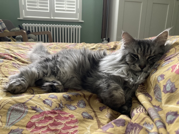 Do your cats sleep in your bedroom?