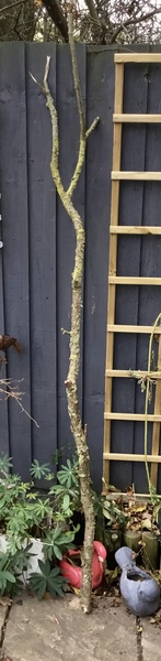I dragged a branch home, what do I do with it?!