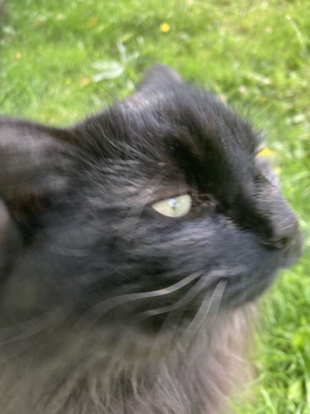Chez Ollie - Free head boops for everyone