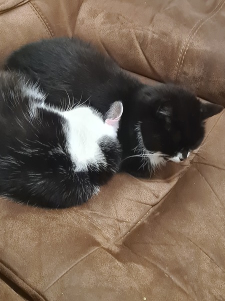 To wonder what your cat/s is called