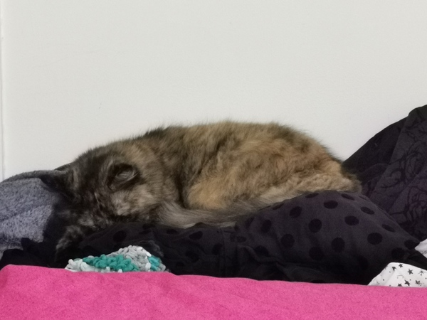 Rescue cat refusing all comforts