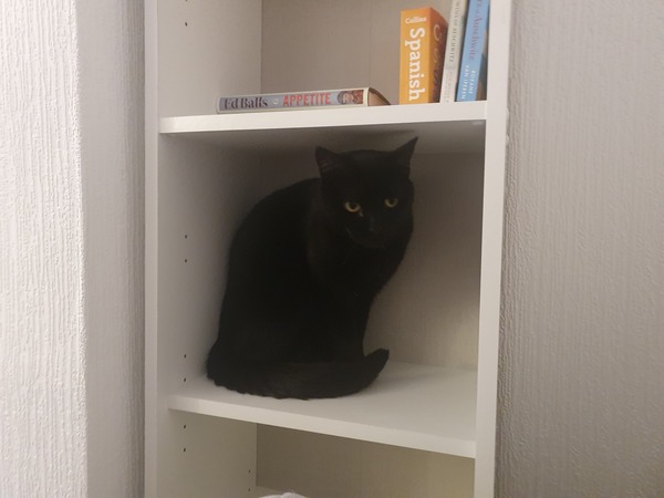 Show me your black cats!