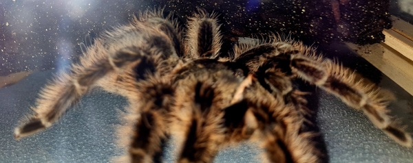 I'm a tarantula AMA (selfie included)