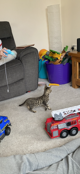 Will our kitten always be this way or can we teach him?