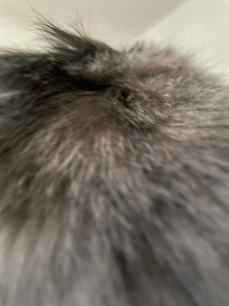 Help!  I'm trapped under a cat