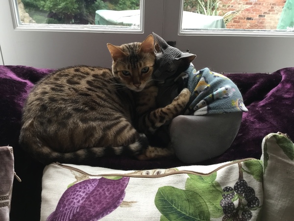 Considering giving away my Bengal