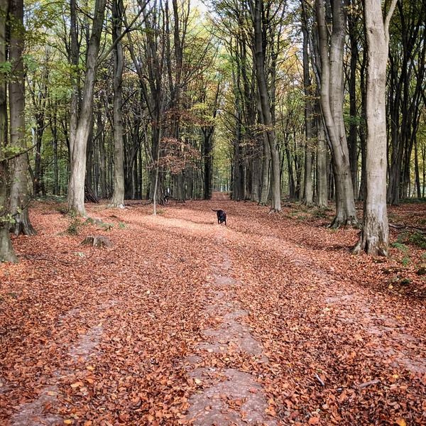 Run / Walk / Cycle / Swim 1000km/miles 2021 - Keep going!