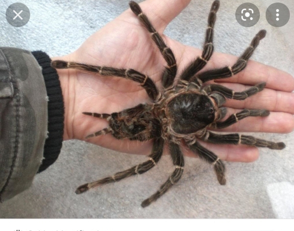 I'm a tarantula AMA (selfie included)