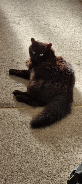 To wonder what your cat/s is called