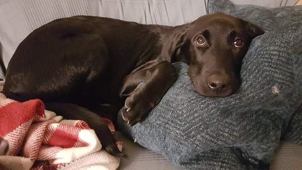 Puppy survival thread. Oct/Nov fireworks!