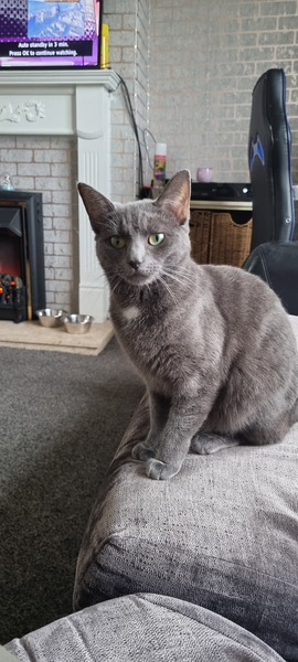To wonder what your cat/s is called