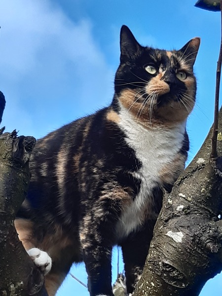 Rescue cat won't go out