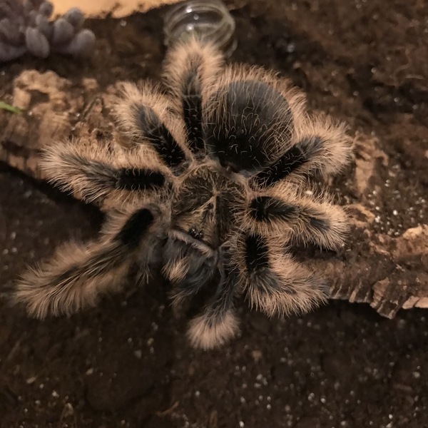 I'm a tarantula AMA (selfie included)