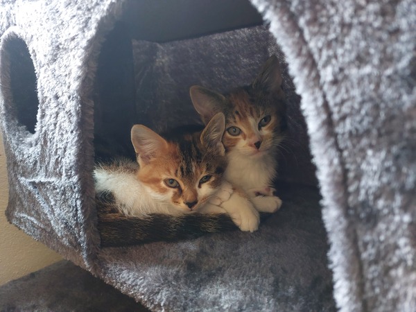 Help - two new kittens, one not thriving