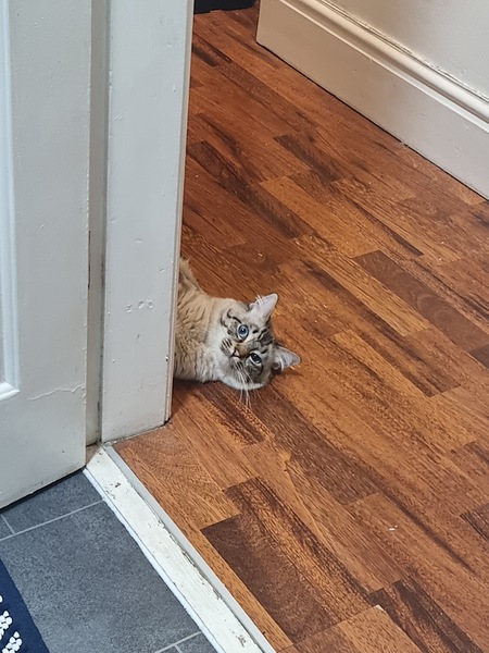 To wonder what your cat/s is called