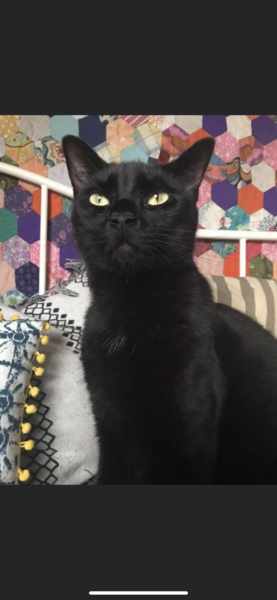 To wonder what your cat/s is called