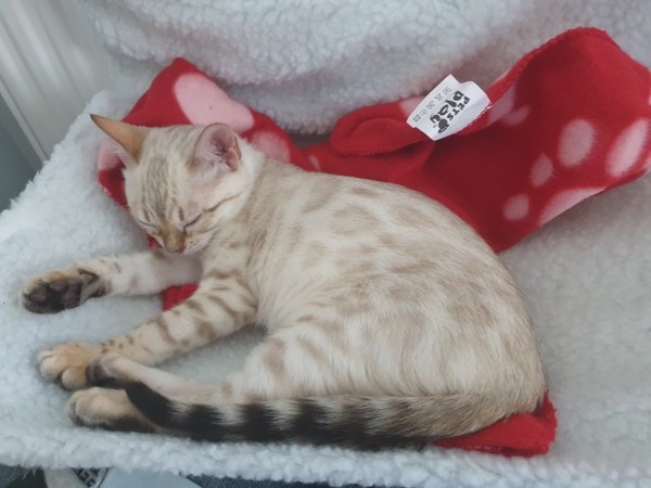 Considering giving away my Bengal