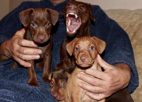 Puppy survival thread. Nov. Read this and buy a hamster instead