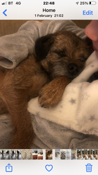 Border terriers!