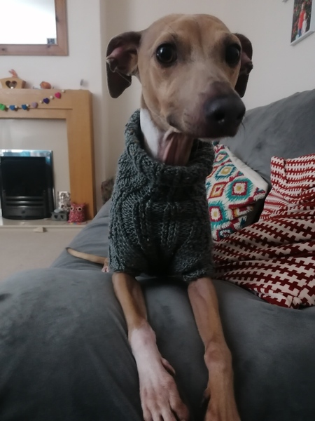 Italian Greyhound