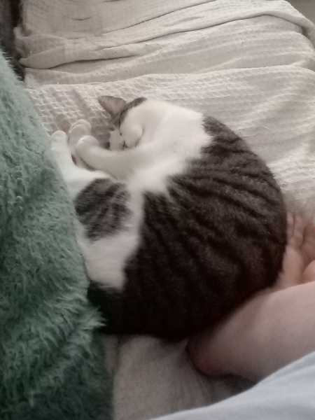 To wonder what your cat/s is called