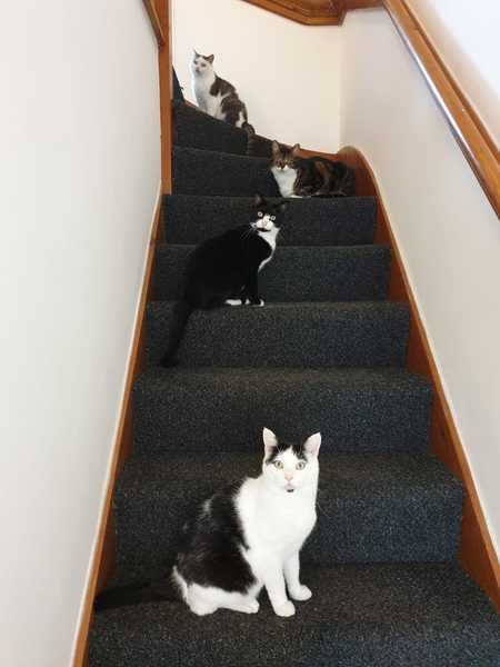 To wonder what your cat/s is called